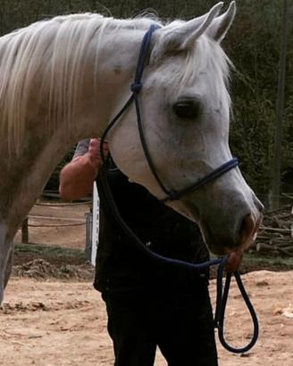 Stallone purosangue arabo 10 anni Piemonte