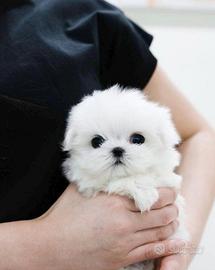 Maltese cuccioli