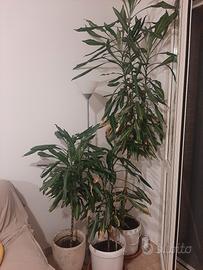 piante
