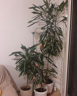 piante