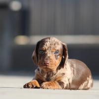 Bassotto arlecchino cioccolato cuccioli
