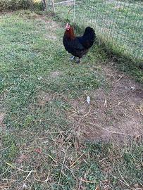 Marans