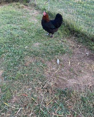 Marans