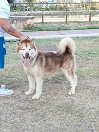 Alaskan Malamute