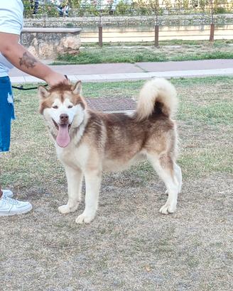 Alaskan Malamute