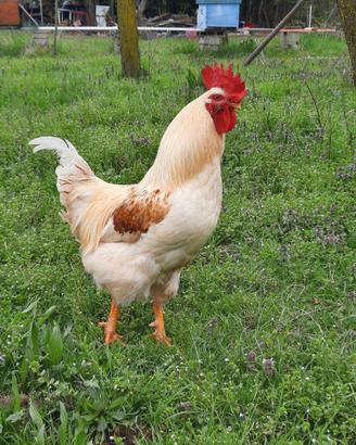 Gallo Isa Brown