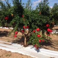 Alberi di melograno diverse età e varietà