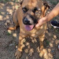Una famiglia per una dolce cagnolina in adozione