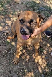 Una famiglia per una dolce cagnolina in adozione