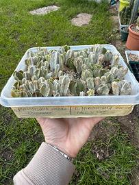 Astrophytum Miryostigma onzuka colonnare e V Type