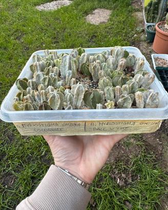 Astrophytum Miryostigma onzuka colonnare e V Type