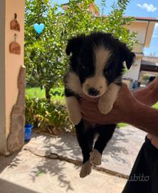 Cuccioli di Border Collie
