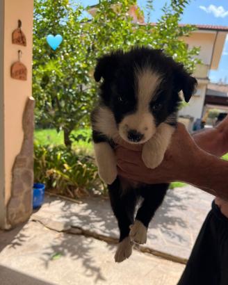 Cuccioli di Border Collie