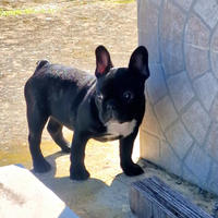 Bulldog francese