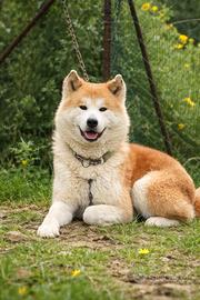 Akita inu giapponese