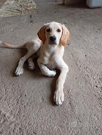 Nuova adozione per cagnolino Spillo