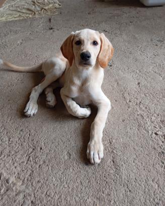 Nuova adozione per cagnolino Spillo