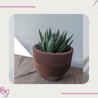 Vaso moderno per piante grasse 