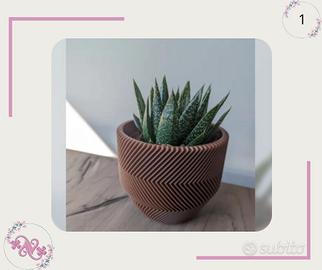 Vaso moderno per piante grasse 