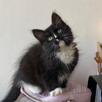 Cuccioli gatto siberiano gattini siberiani