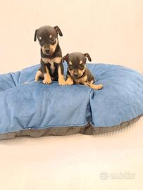 Cuccioli di pincher chihuahua