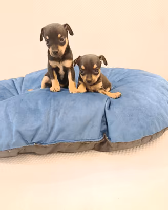 Cuccioli di pincher chihuahua