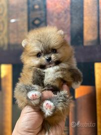 Cuccioli di Spitz nano Pomerania