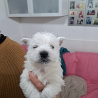 West Highland White Terrier