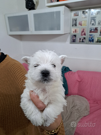 West Highland White Terrier