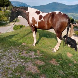Paint Horse