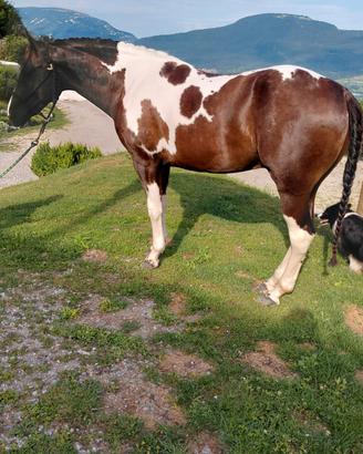 Paint Horse