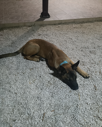 Cucciola malinois