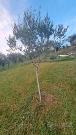 Olivo bella di spagna