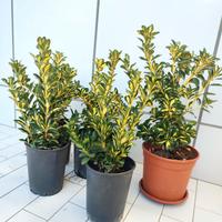 Evonimo variegato japonicus 