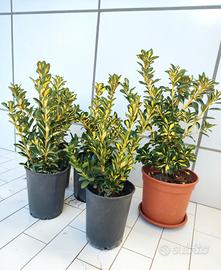 Evonimo variegato japonicus 