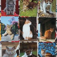 Lotto 49 cartoline animali (gatti, cavalli, ecc.)