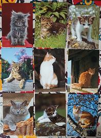 Lotto 49 cartoline animali (gatti, cavalli, ecc.)