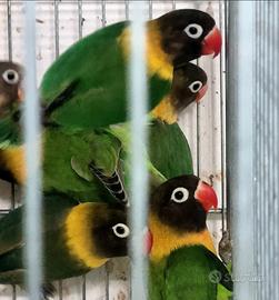 Agapornis personatus verde