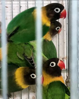 Agapornis personatus verde