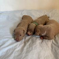 American bully xl
