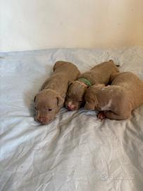 American bully xl