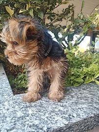 Yorkshire terrier