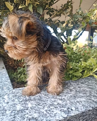 Yorkshire terrier