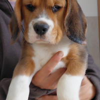 Cucciolo di Beagle