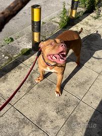 Pitbull per monta