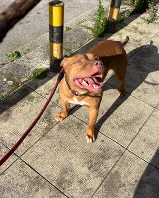 Pitbull per monta