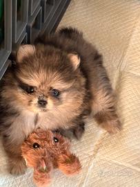 Pomerania merle