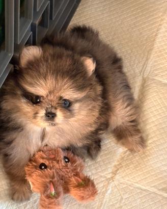 Pomerania merle