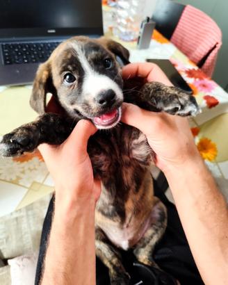 Cuccioli meticci taglia media