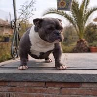 Cucciola alta genealogia bully micro